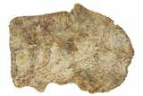 Exceptional, Fossil Phytosaur Scute - Arizona #113352-4